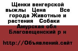 Щенки венгерской выжлы › Цена ­ 1 - Все города Животные и растения » Собаки   . Амурская обл.,Благовещенский р-н